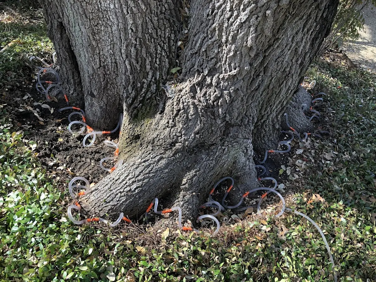 Detailed Tree Cabling and Bracing job site in Placerville