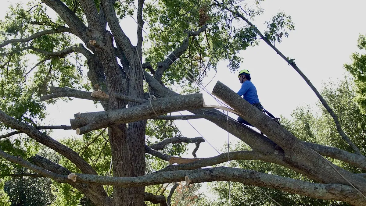 Professional Crown Thinning performed by certified arborists in Placerville